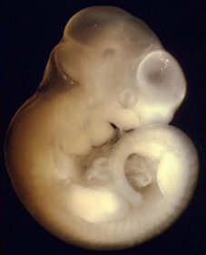 Embryo